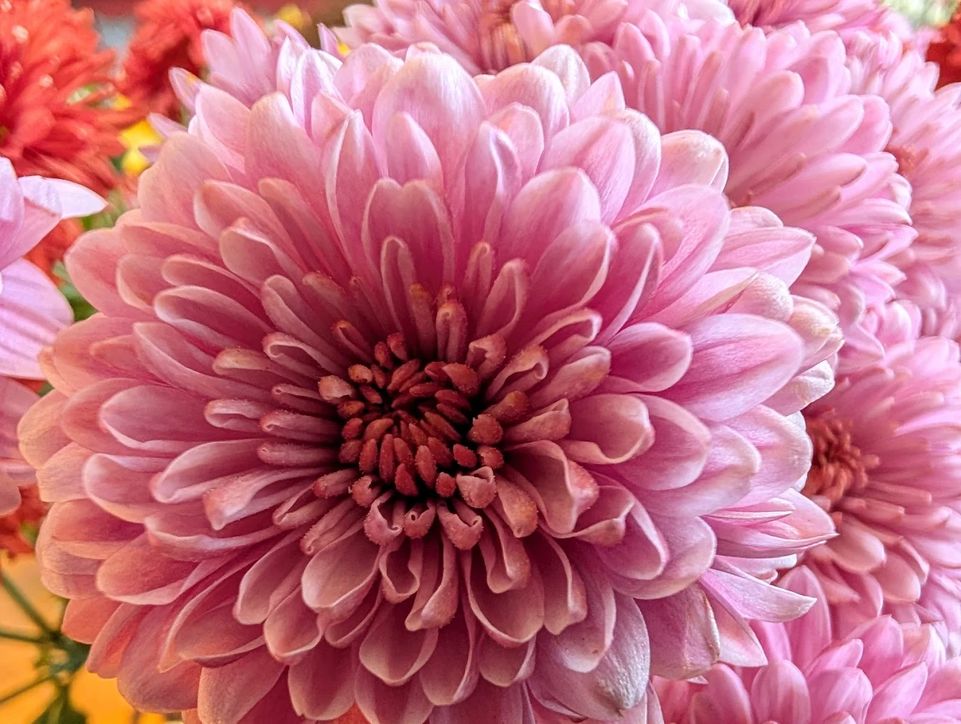 Nahaufnahme rosa Chrysantheme