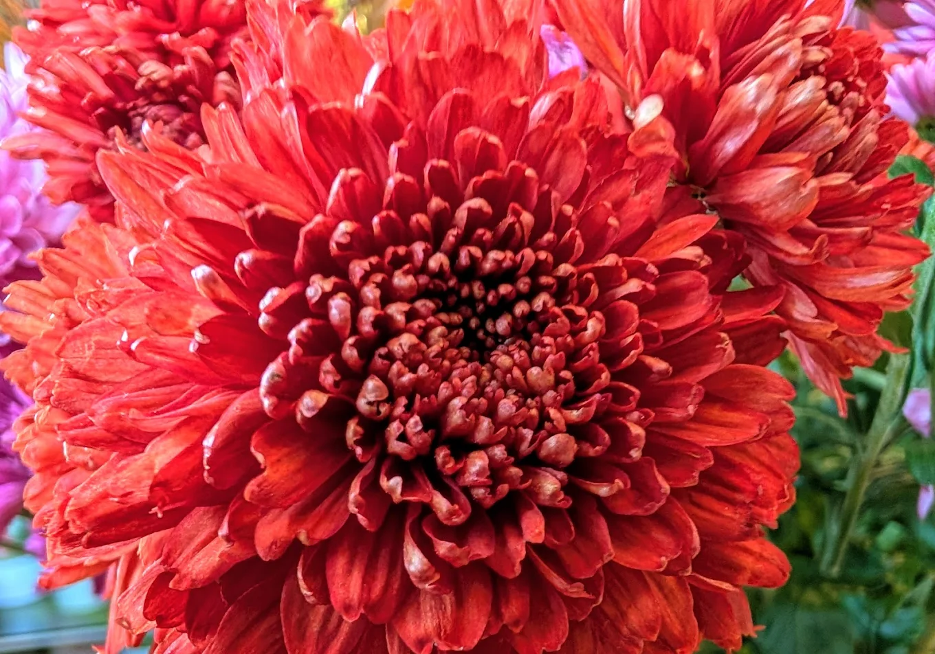 Nahaufnahme einer roten Chrysantheme