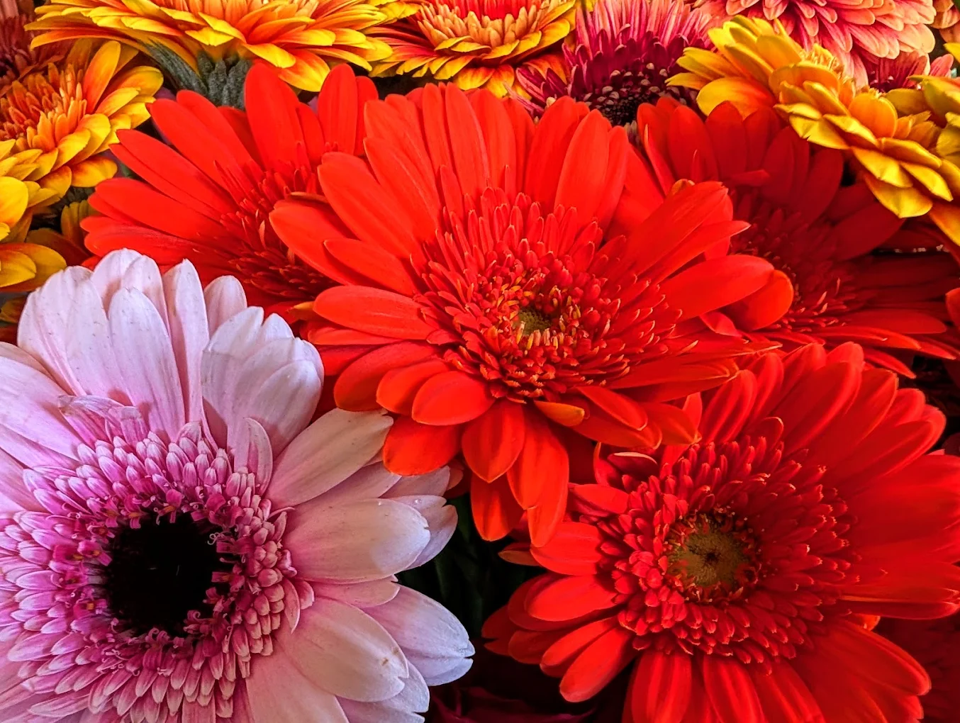 Nahaufnahme bunter Gerbera