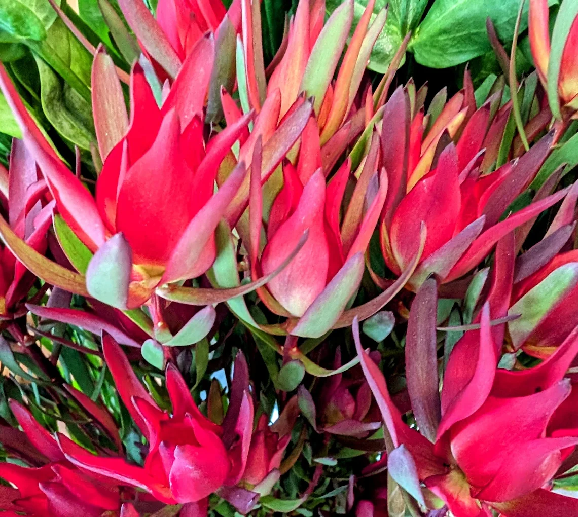 Nahaufnahme rotes Leucadendron (Safari Sunset)