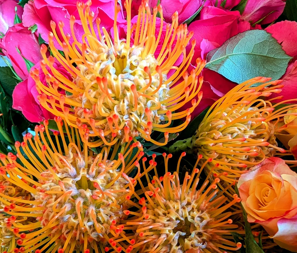 Nahaufnahme oranger Nadelkissen-Protea