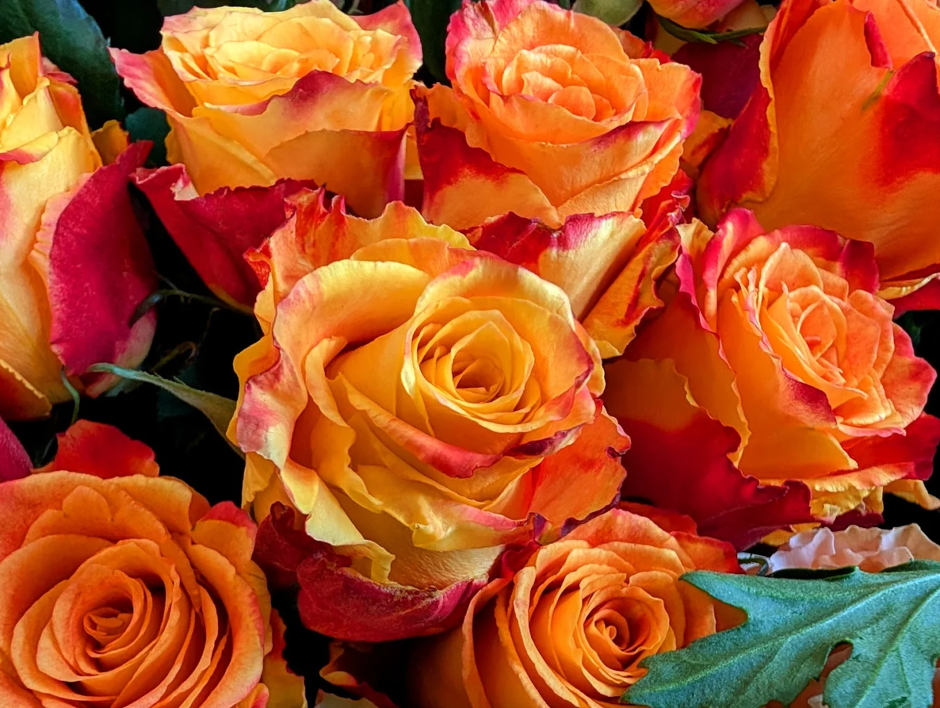 Nahaufnahme orange-roter Rosen